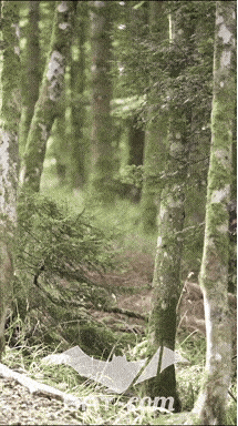 26_09_05_Bussang_VM N°87 V0110